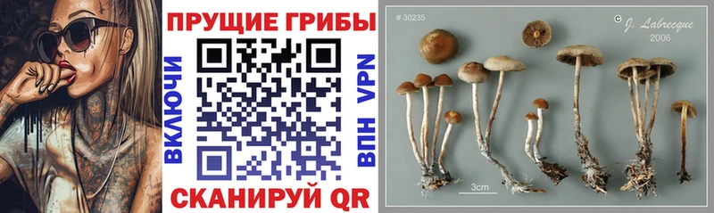 цена   KRAKEN сайт  Псилоцибиновые грибы ЛСД  Кизляр 